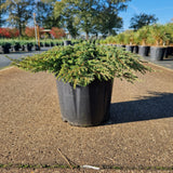 Juniperus comm. 'Green Carpet'