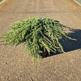 Juniperus comm. 'Green Carpet'