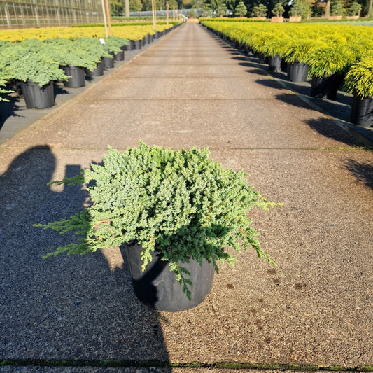 Juniperus procumbens 'Nana' Premium  (Precomanda)