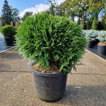 Thuja occ. 'Danica'