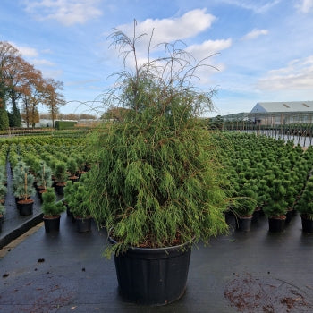 Thuja occ. 'Filiformis'