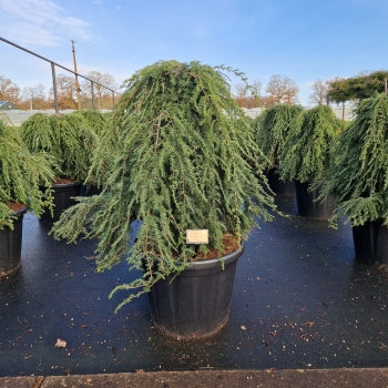 Tsuga can. 'Pendula'