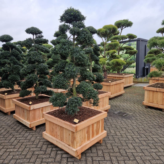 Ilex crenata 'Kimne' (Precomanda)