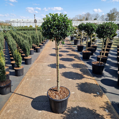 Ilex meserveae 'Blue Maid' - cu picior (Precomanda) (Copy)