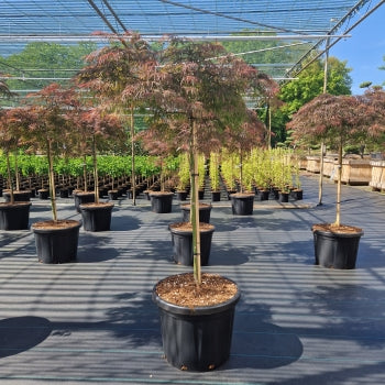 Acer palm. 'Inaba-shidare'