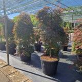 Acer palm. 'Orangeola'