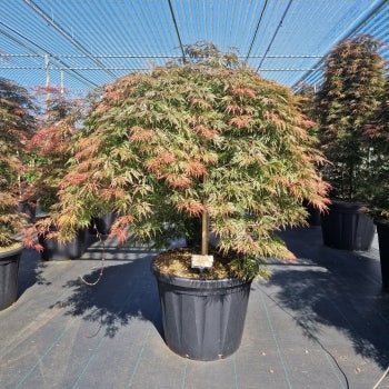 Acer palm. 'Orangeola'