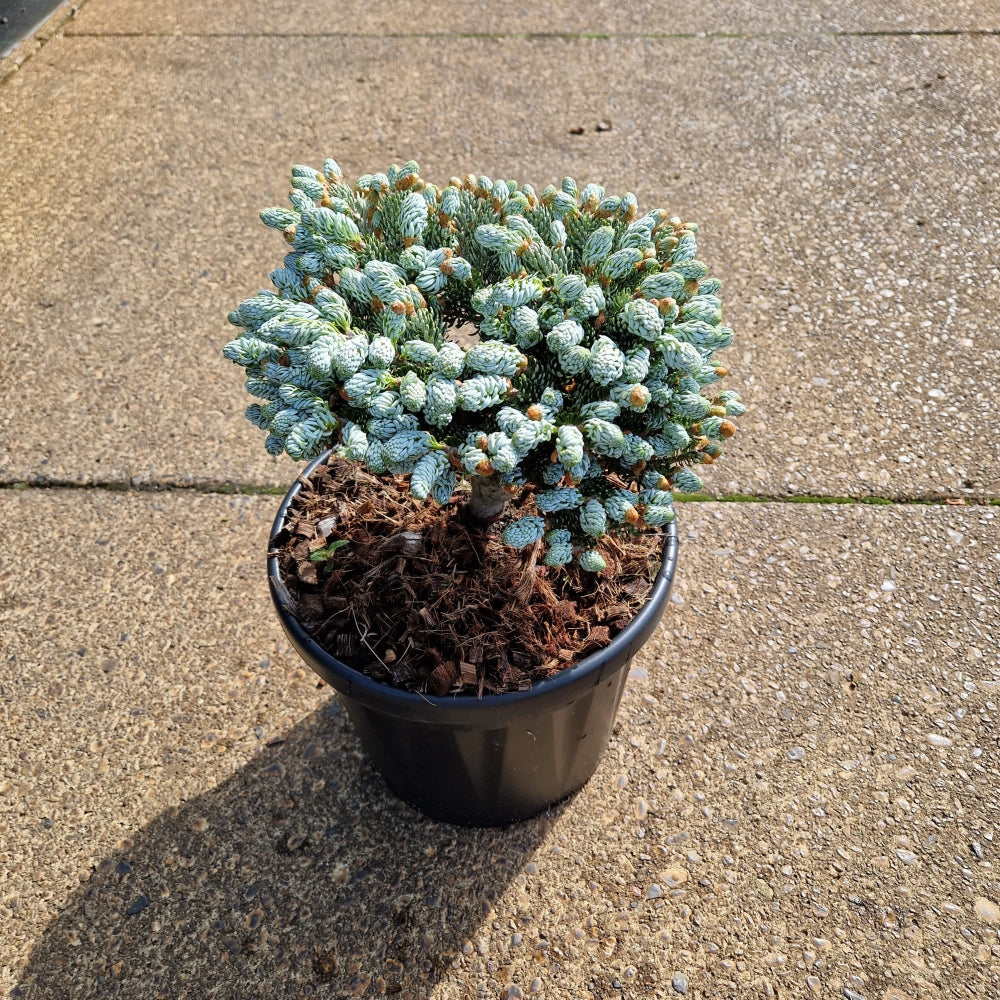 Abies koreana 'Kohout's Icebreaker'® (Precomanda)