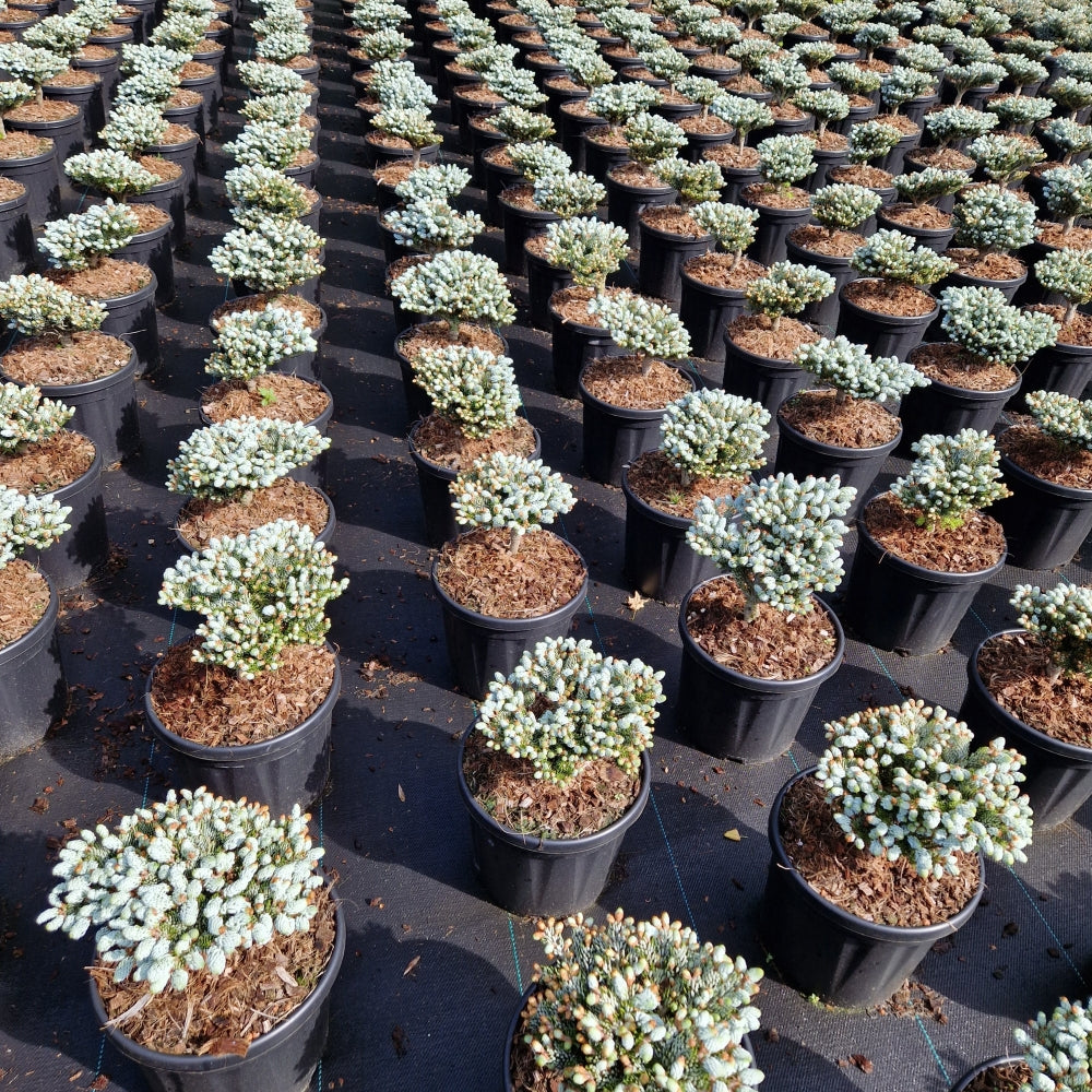 Abies koreana 'Kohout's Icebreaker'® (Precomanda)
