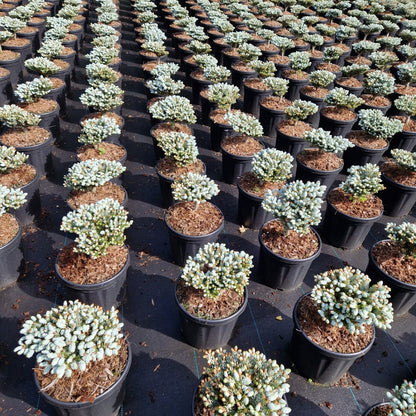 Abies koreana 'Kohout's Icebreaker'® (Precomanda)