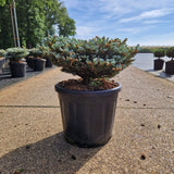Abies koreana 'Kohout's Icebreaker'