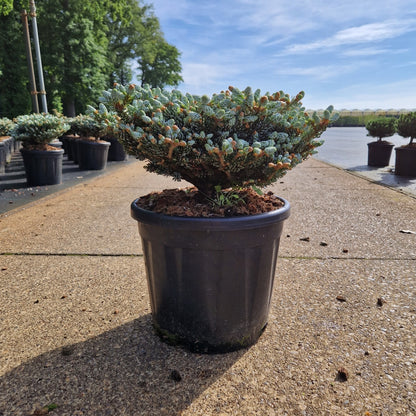 Abies koreana 'Kohout's Icebreaker'® (Precomanda)