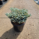Abies koreana 'Kohout's Icebreaker'