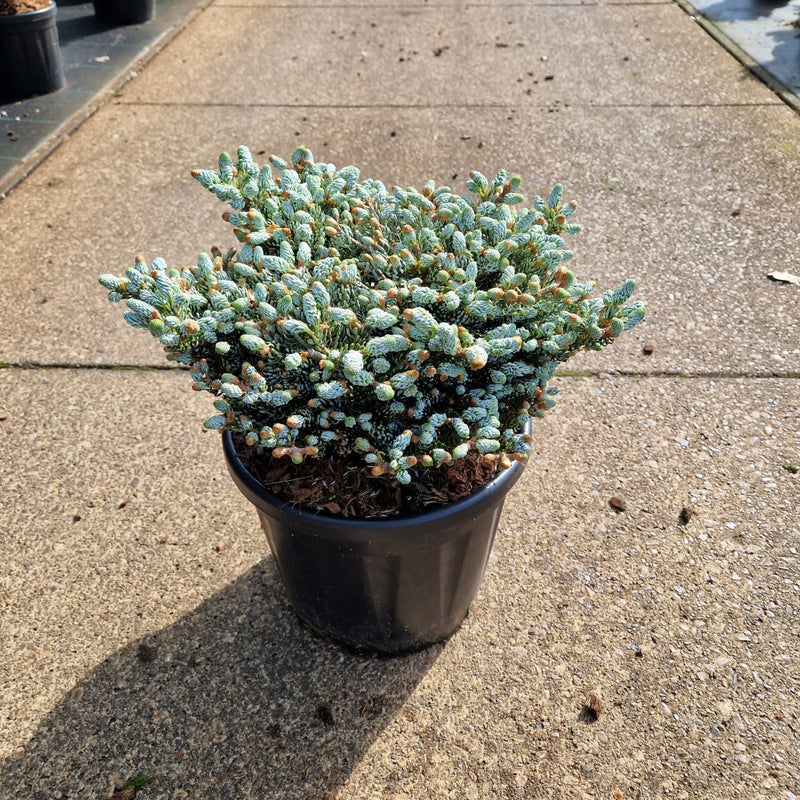Abies koreana 'Kohout's Icebreaker'