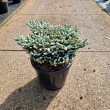 Abies koreana 'Kohout's Icebreaker'®