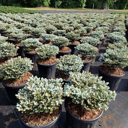 Abies koreana 'Kohout's Icebreaker'® (Precomanda)