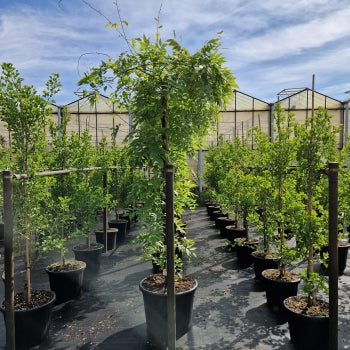 Wisteria sinensis 'Alba'