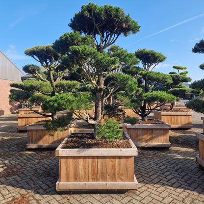 Pinus contorta (Precomanda)