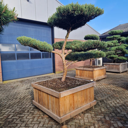Pinus sylvestris 'Watereri' Nr.9 (Precomanda)