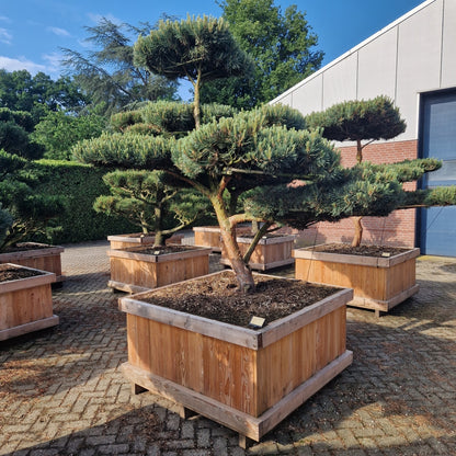 Pinus sylvestris 'Watereri' Nr.7 (Precomanda)