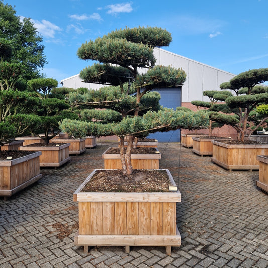 Pinus sylvestris 'Watereri' Nr.8 (Precomanda)