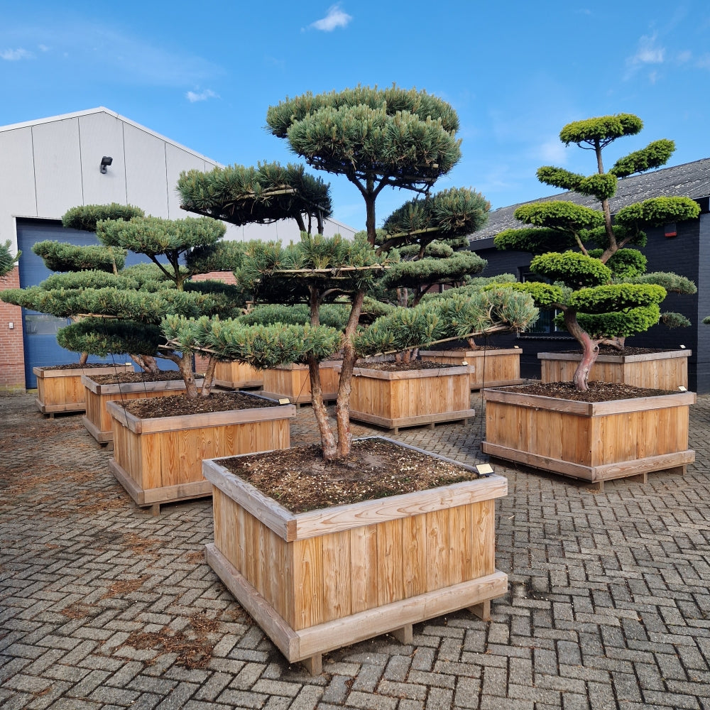 Pinus sylvestris 'Watereri' Nr.8 (Precomanda)