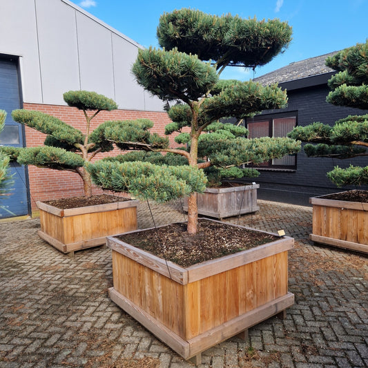 Pinus sylvestris 'Watereri' Nr.4 (Precomanda)