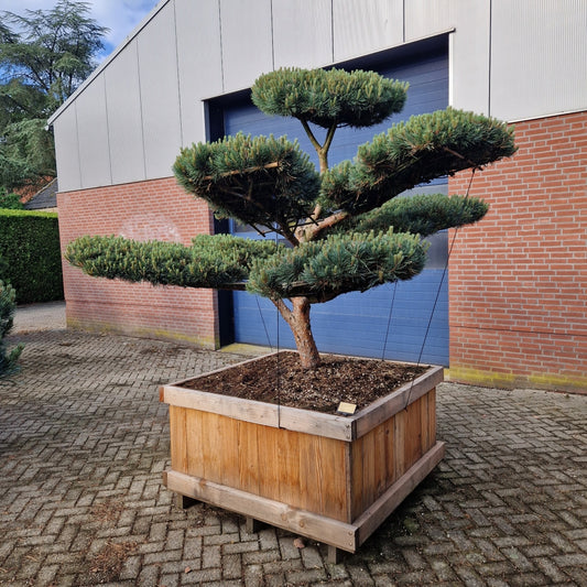 Pinus sylvestris 'Watereri' Nr.5 (Precomanda)