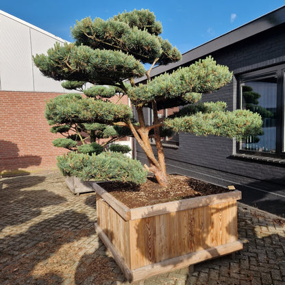 Pinus sylvestris 'Watereri' Nr.2 (Precomanda)