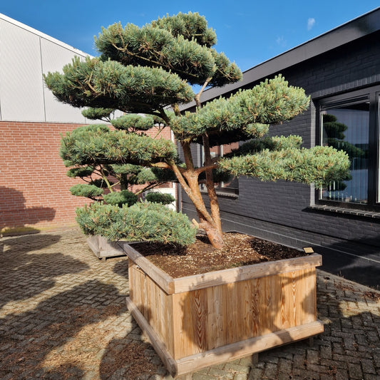 Pinus sylvestris 'Watereri' Nr.2 (Precomanda)