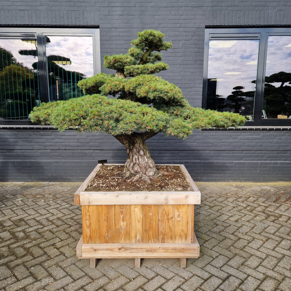 Pinus pentaphylla Nr.2 (Precomanda)