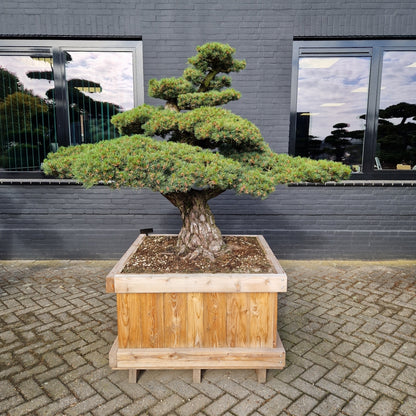 Pinus pentaphylla Nr.2 (Precomanda)