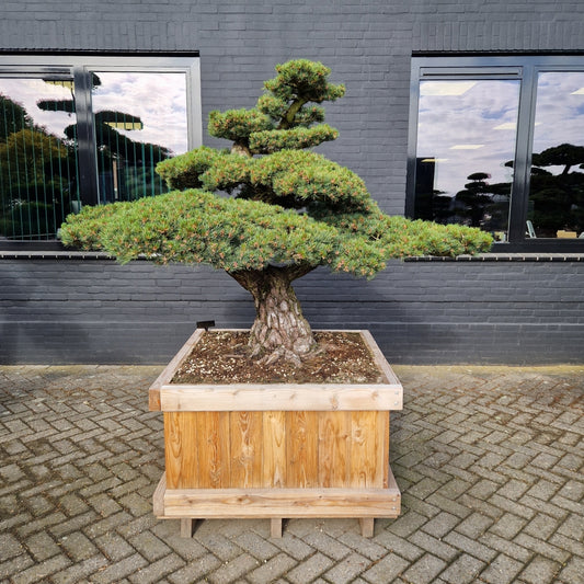 Pinus pentaphylla Nr.2 (Precomanda)