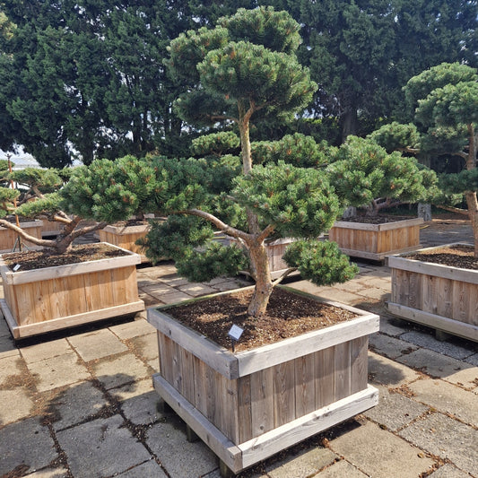Pinus mugo 'March' (Precomanda)