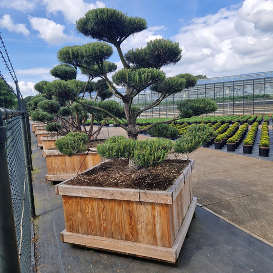Pinus sylvestris 'Norsky' (Precomanda)
