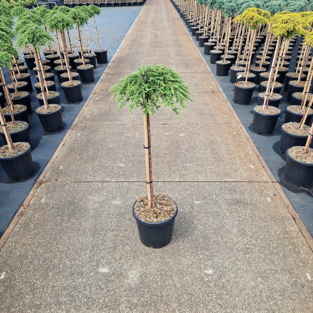 Juniperus comm. 'Green Mantle' pe picior (Precomanda)