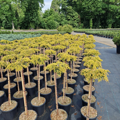 Juniperus comm. 'Goldschatz' pe picior (Precomanda)