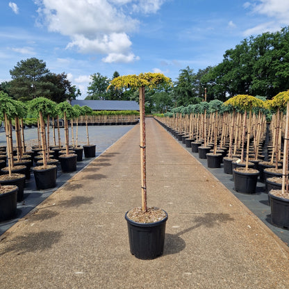 Juniperus comm. 'Goldschatz' pe picior (Precomanda)
