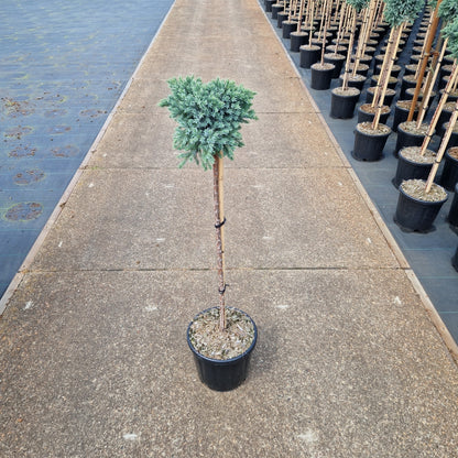 Juniperus squam. 'Blue Star' pe picior (Precomanda)