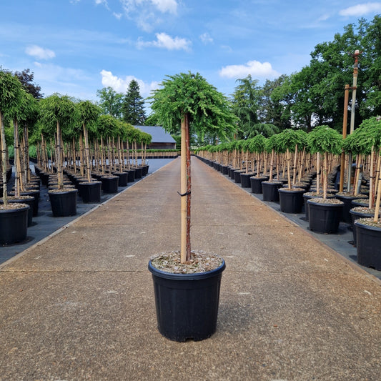 Juniperus comm. 'Green Mantle' pe picior (Precomanda)