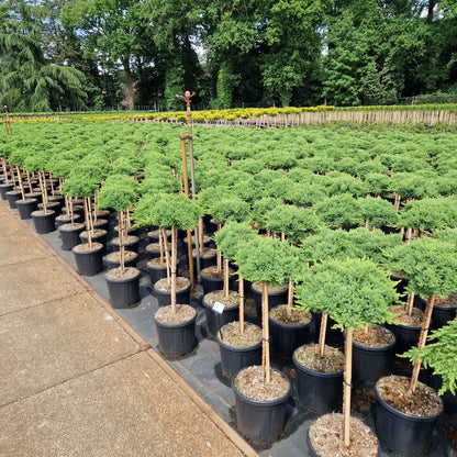 Juniperus procumbens 'Nana' pe picior (Precomanda)