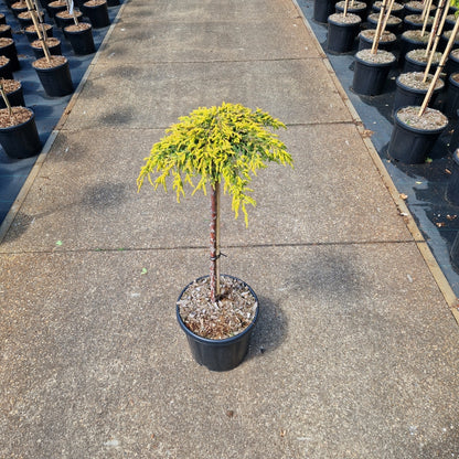 Juniperus comm. 'Goldschatz' pe picior (Precomanda)