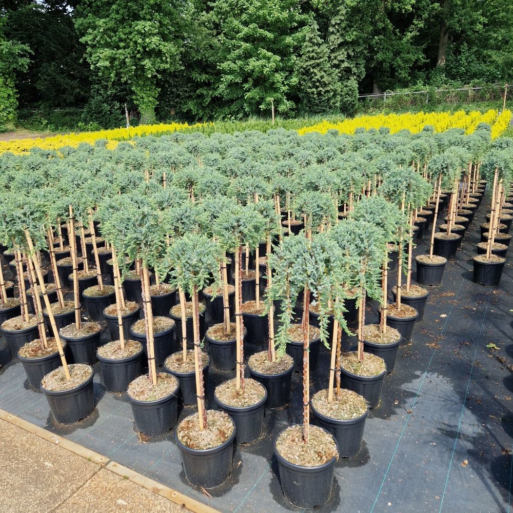 Juniperus comm. 'Siberica' pe picior (Precomanda)