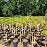 Chamaecyparis pis. 'Sungold'