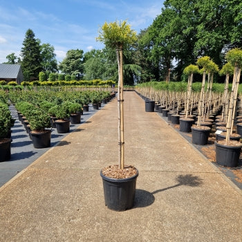 Chamaecyparis pis. 'Sungold'