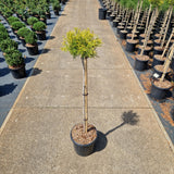 Chamaecyparis pis. 'Sungold'