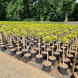 Chamaecyparis pis. 'Sungold'