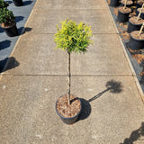 Chamaecyparis pis. 'Sungold'