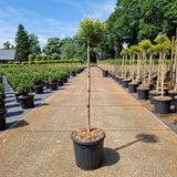 Chamaecyparis pis. 'Sungold'