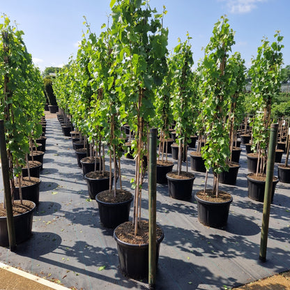 Vitis 'Bianca' (Precomanda)